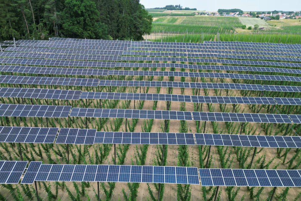 Solar panels are seen atop a hops plantation in the Bavarian Holledau region in Au, Germany. (Reuters)
