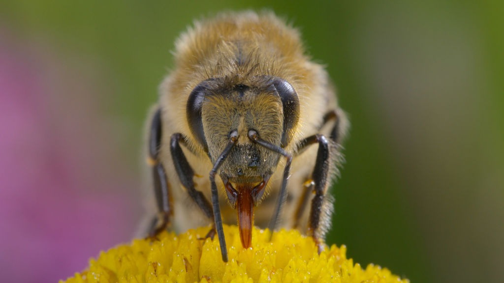 ‘Secrets of the Bees’