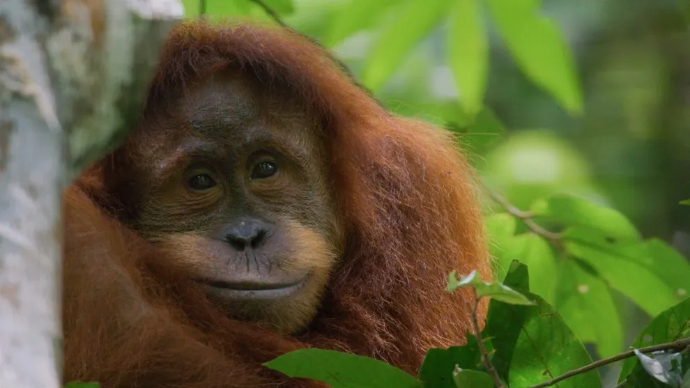 ‘Orangutan’