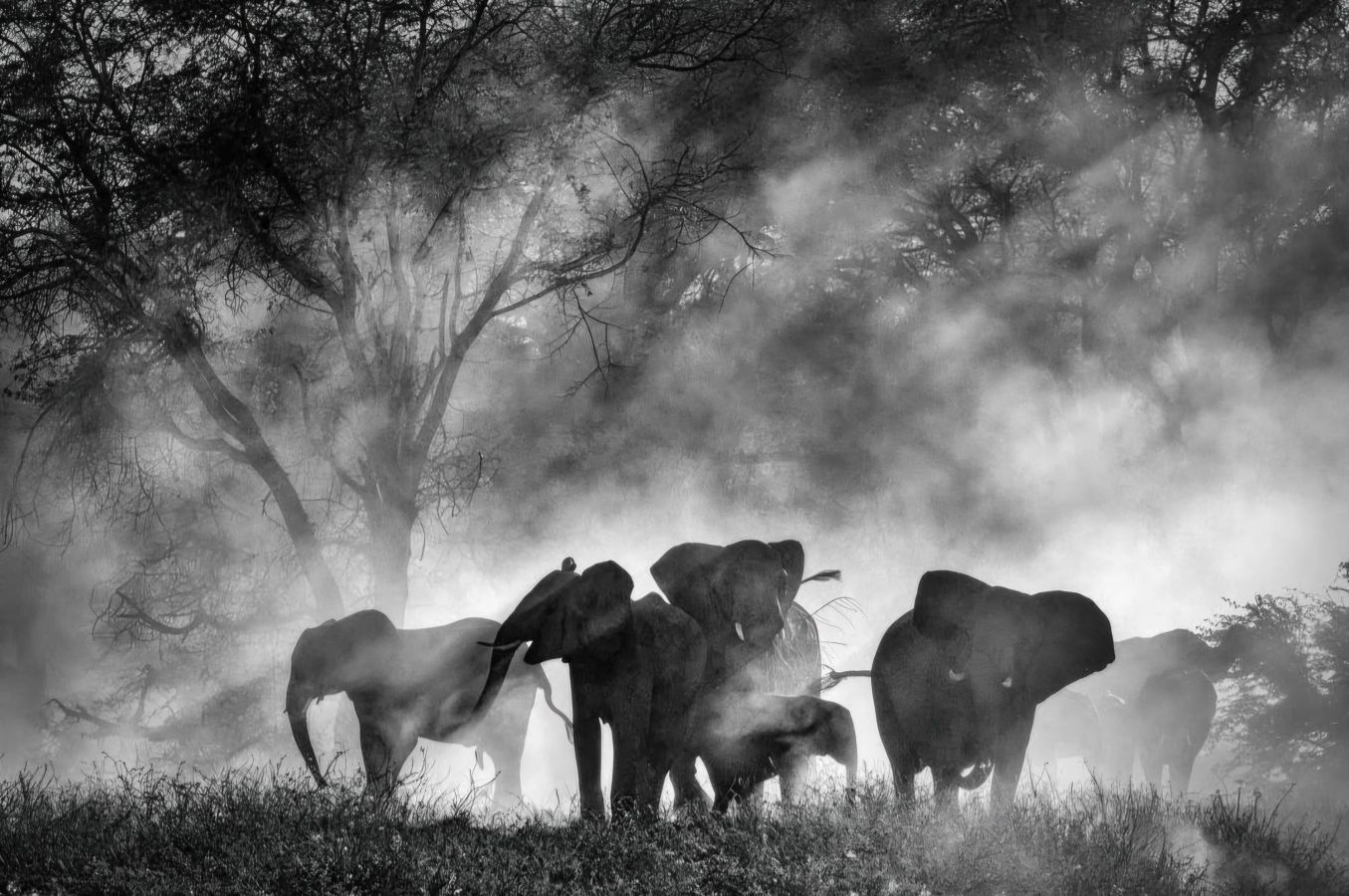 ‘Ghost Elephants’