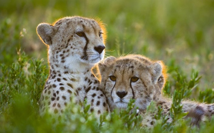 ‘Cheetahs Up Close with Bertie Gregory’