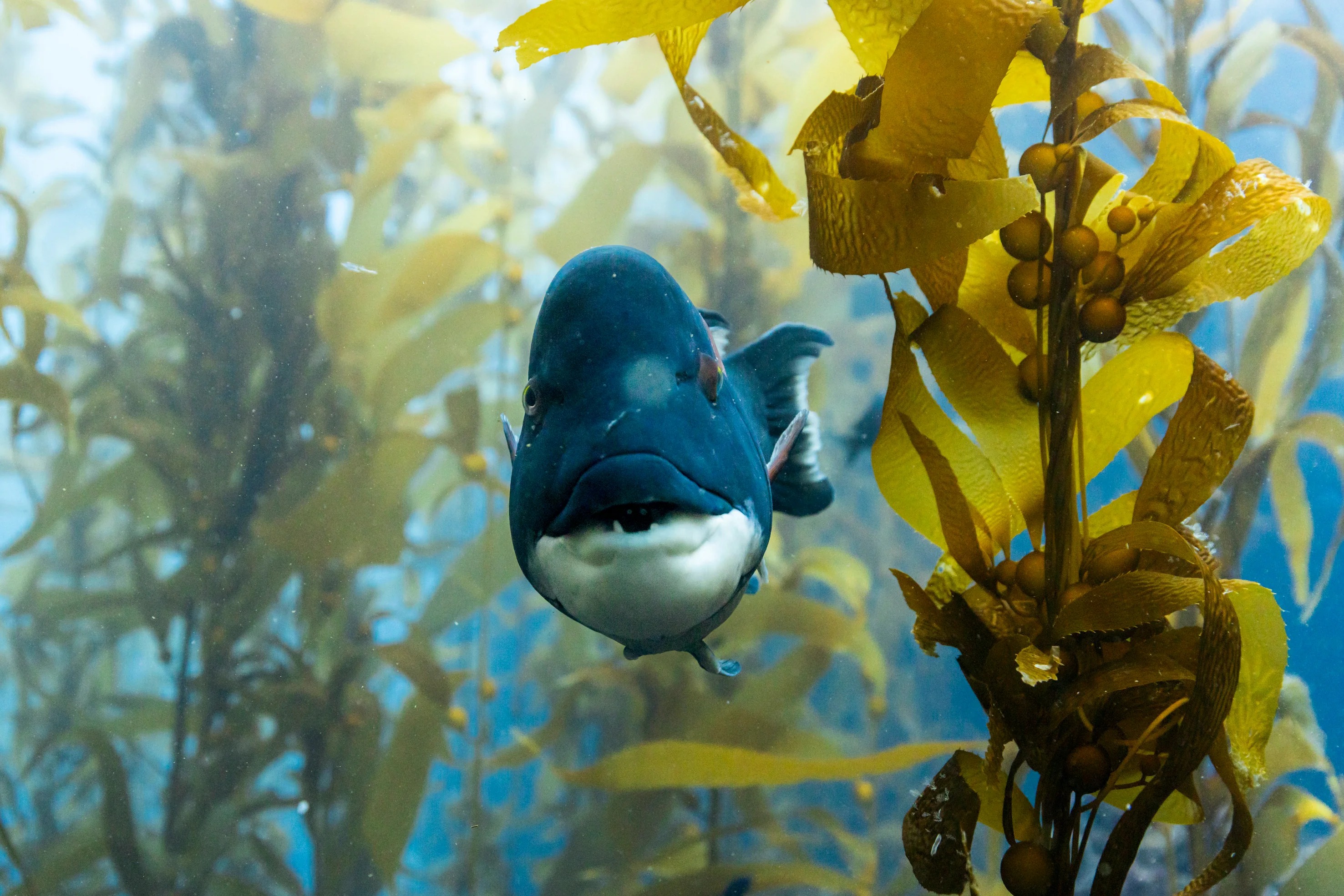 ‘Ocean with David Attenborough’