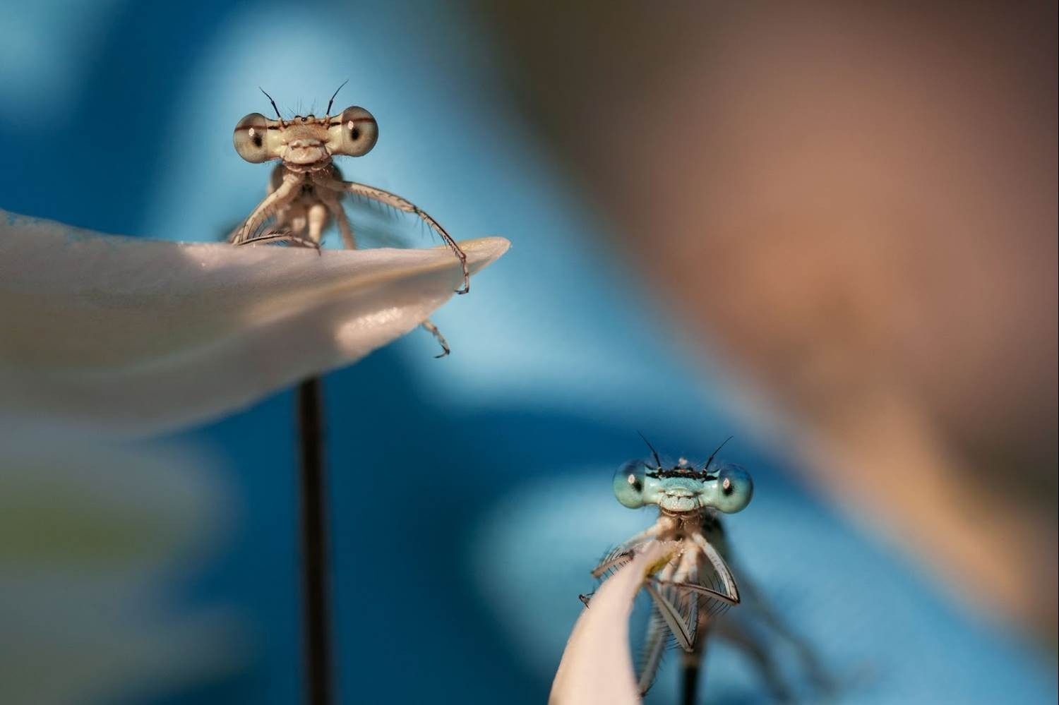 ‘A Real Bug’s Life S2’