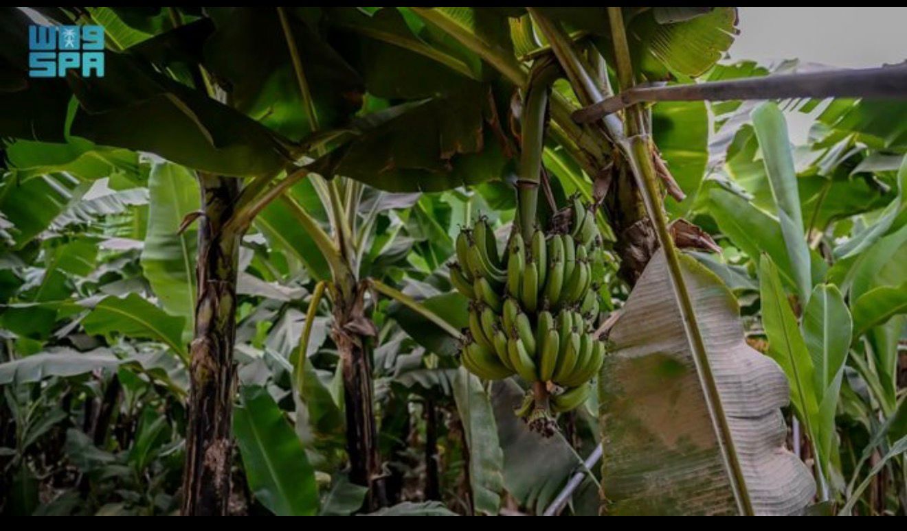 Farming bananas helps promote efficient land use due to its near year-round production cycle (SPA)