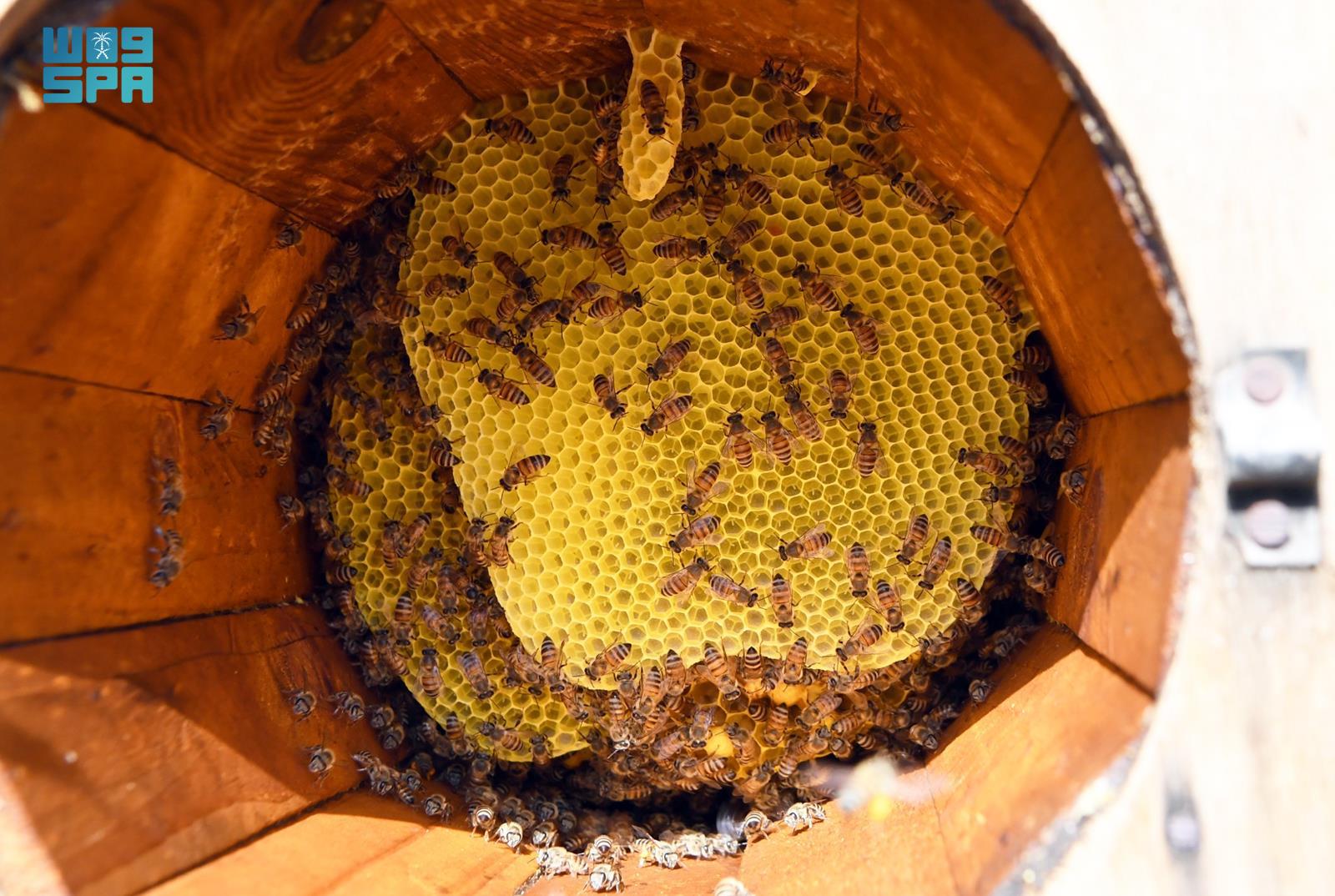 Seasonal hive migration sustains Asir’s prized honey industry