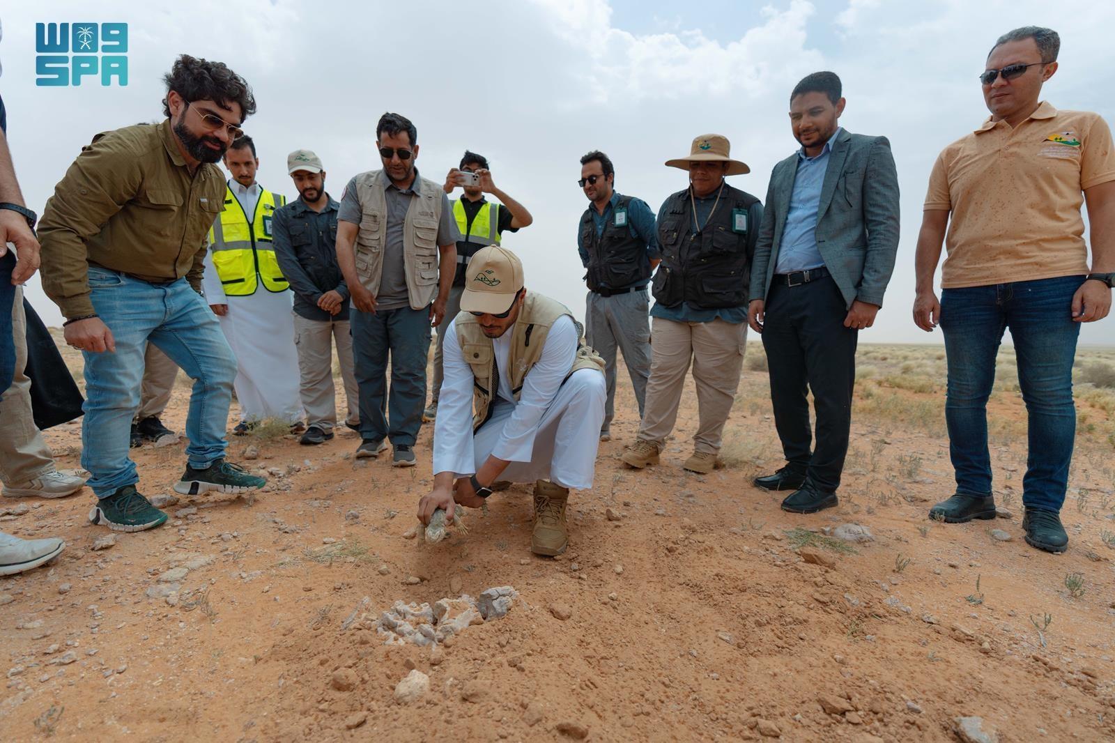 In partnership with Riyadh Expo 2030, the Imam Abdulaziz bin Mohammed Royal Reserve Development Authority recently released several wildlife species, including 80 spiny-tailed lizards, into the reserve. (SPA)