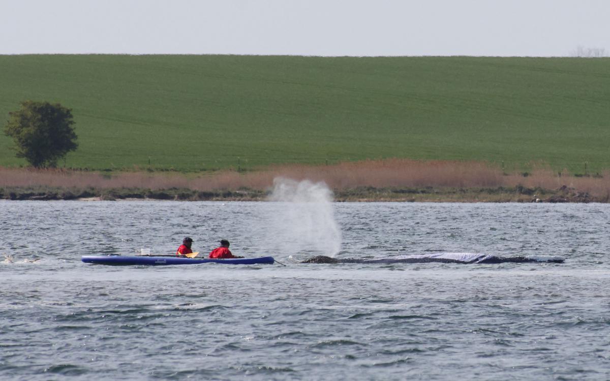 Helpers are seen in the shallow water close to a stranded humpback whale in the Wismarer Bucht bay of the Baltic Sea off the island of Poel, northern Germany, on Apr. 27, 2026. (AFP)