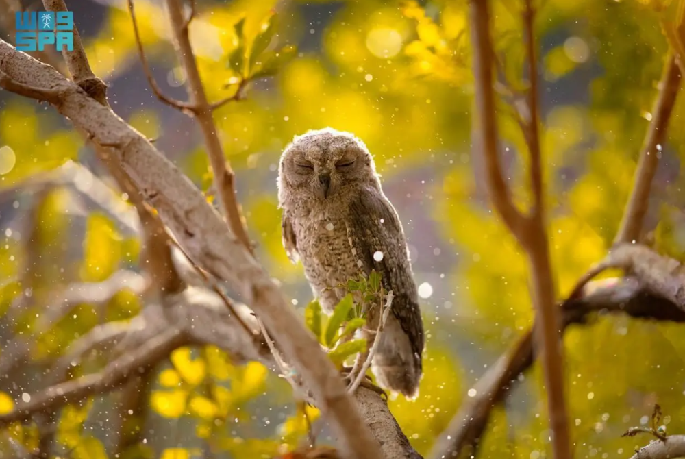 Northern Jouf province provides wealth of wildlife photography opportunities