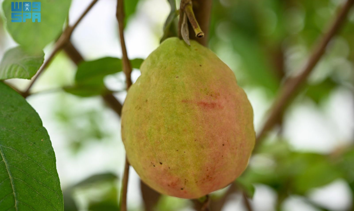 Red Guava in Najran: Promising Investment with Strong Economic Potential. (SPA)