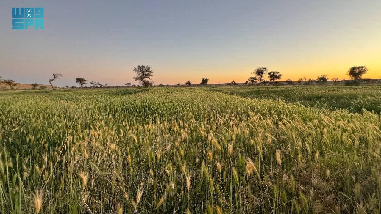 International Day of Plant Health highlights growing efforts to protect crops from cross-border pests and safeguard natural resources amid climate change. (SPA)