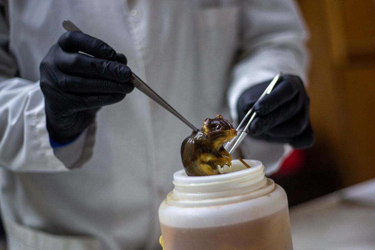 Independent CONICET researcher and National University of Cordoba associate professor Raul Gonzalez Ittig holds a preserved specimen of a Graomys chacoensis rodent inside the Population Genetics and Evolution Laboratory of the Institute of Diversity and Animal Ecology (IDEA-CONICET-UNC) at the Faculty of Exact, Physical and Natural Sciences (FCEFyN) in Cordoba, Argentina, on May 13, 2026. (FILE/AFP)