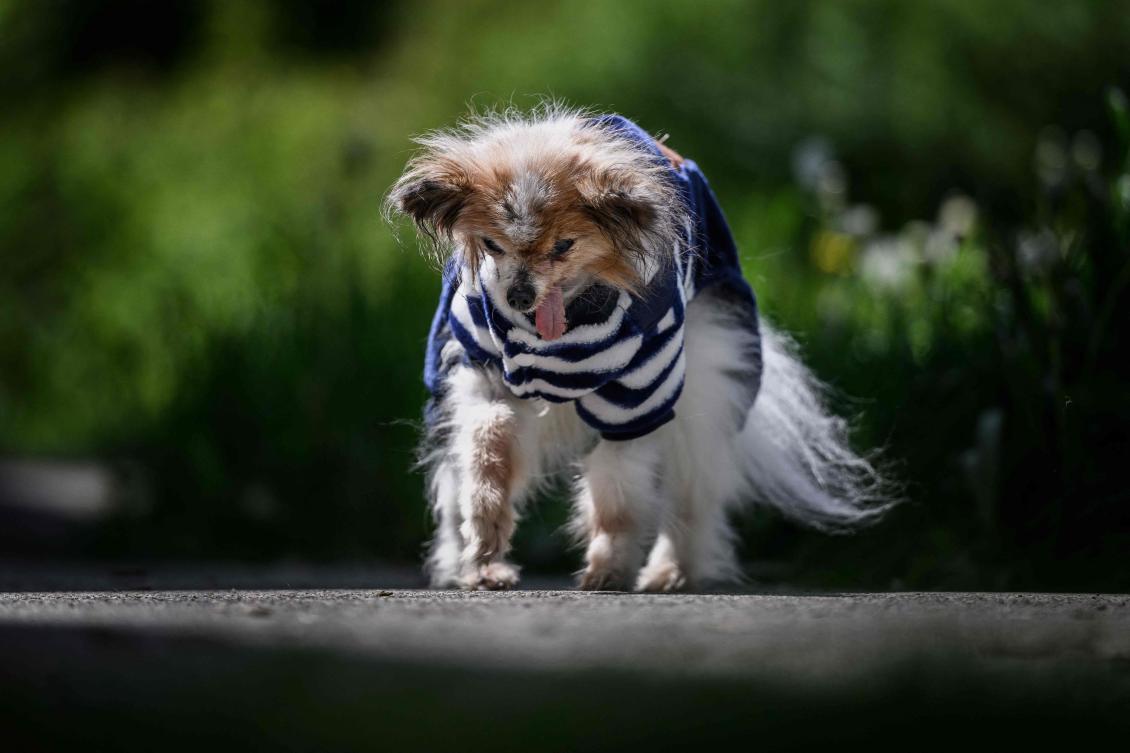 ‘World’s oldest dog’ contender dies in France aged 30