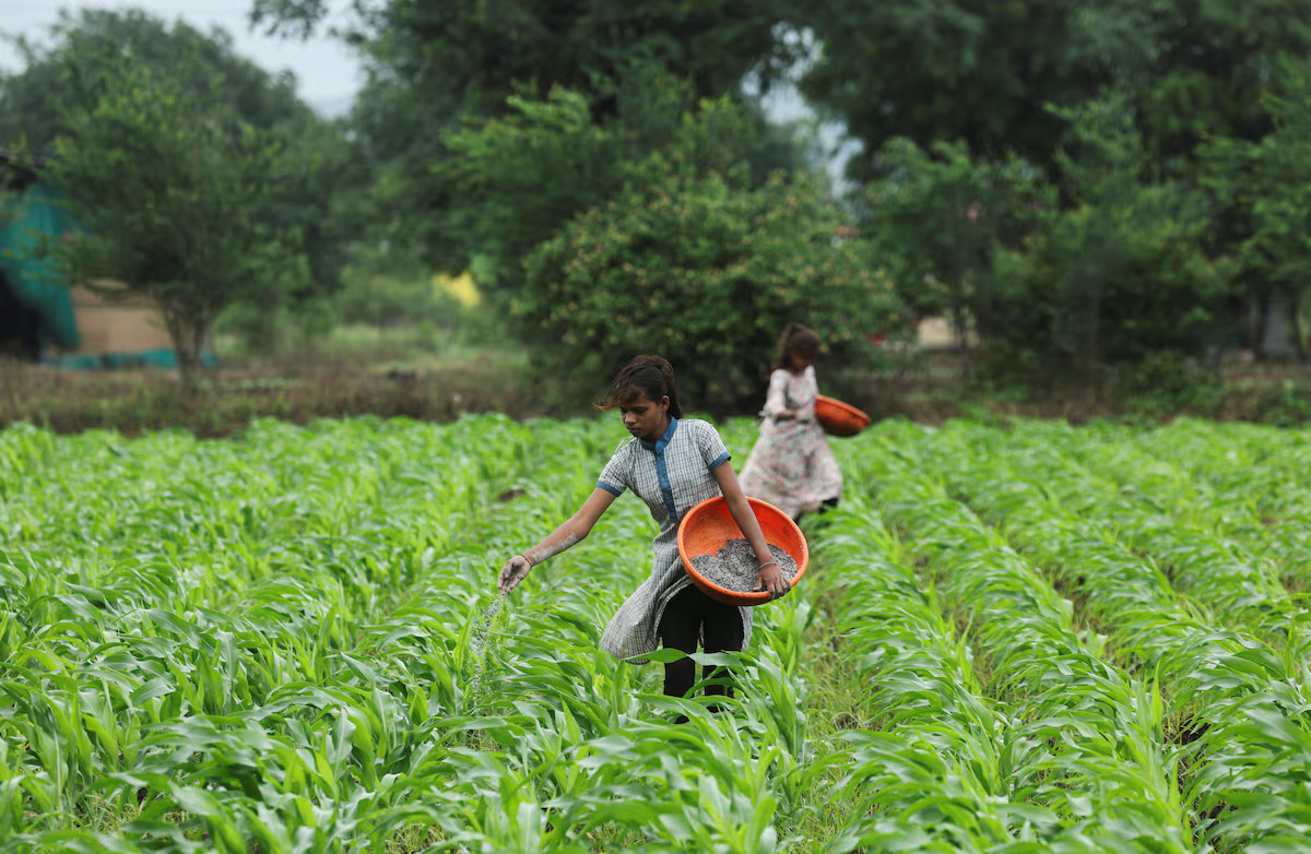 Girls sprinkle fertilizer in a corn farm in Nashik, India on July 28, 2025. (Reuters/File Photo)