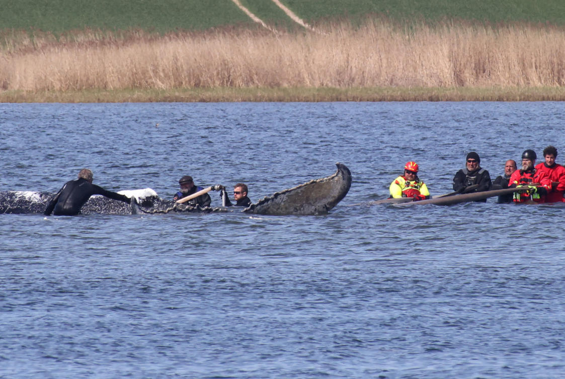 Humpback whale released after spectacular rescue effort found dead off Denmark