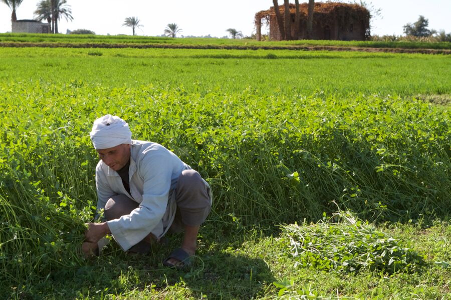The New Delta project, one of Egypt’s largest agricultural initiatives, aims to reclaim desert land for productive farming. Shutterstock
