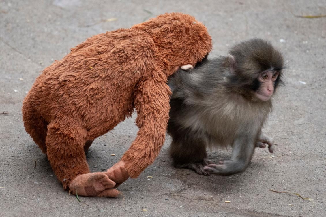 Japan arrests Americans over stunt at baby monkey Punch’s zoo