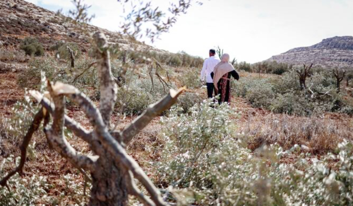 Settlers often target agricultural lands and Palestinian property. (AFP)