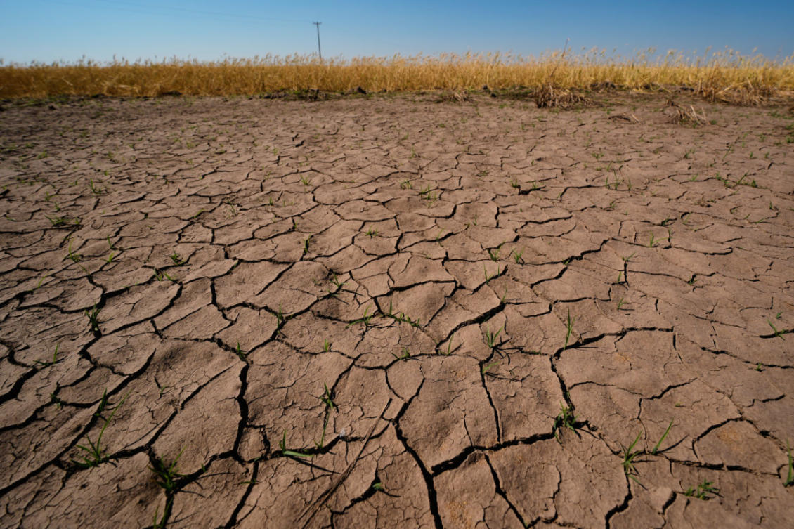 Drought-stressed wheat plants stand adjacent to parched ground in a field near Macksville, Kansas, US, on May 16, 2026. (AP Photo)