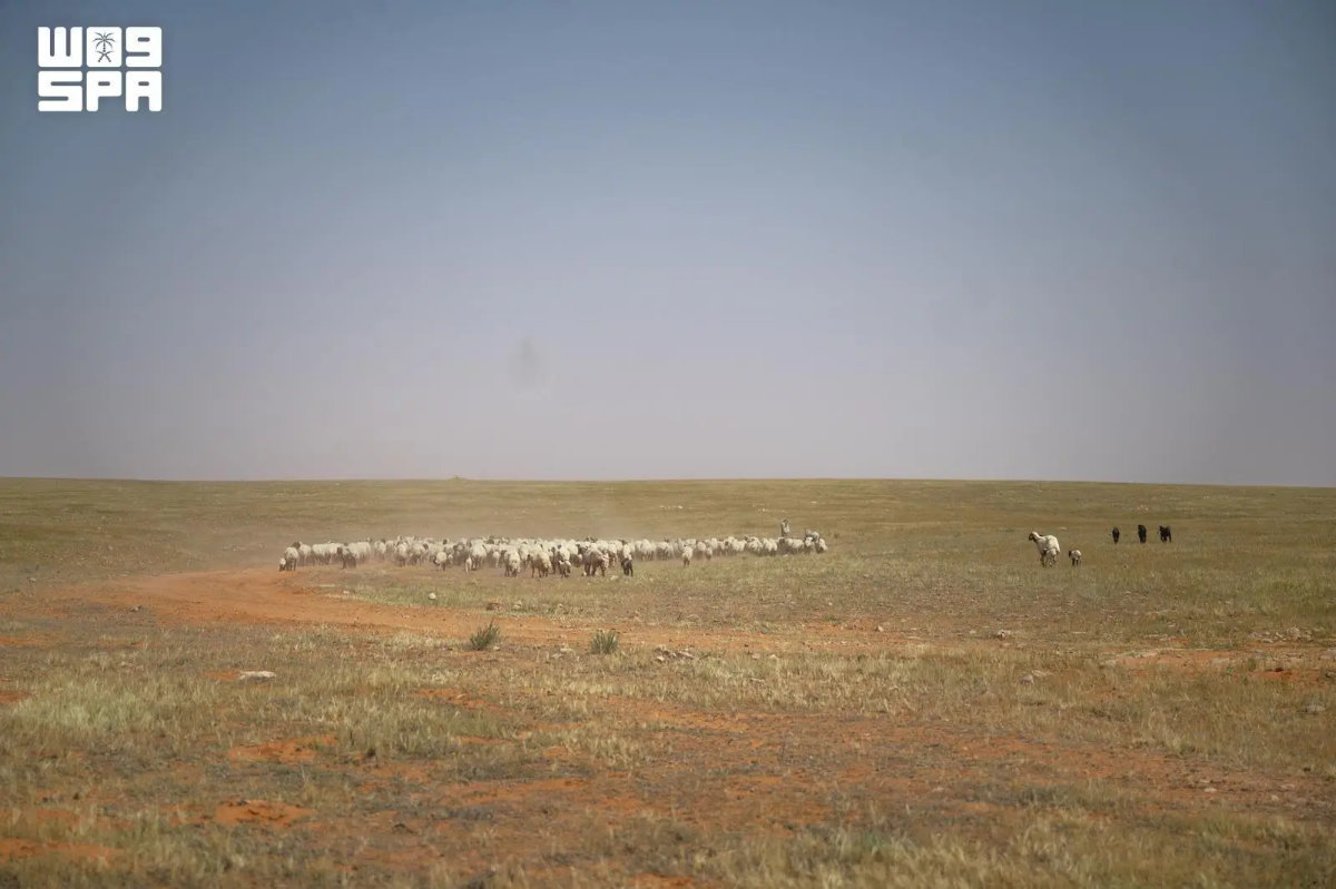 Saudi Arabia’s Northern Borders region emerges as key livestock hub amid food security push
