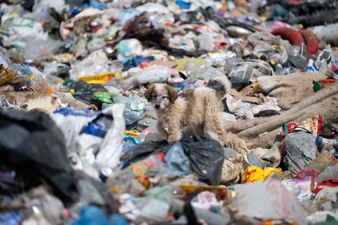 Vets bid to save Kosovo’s stray dogs from cull through sterilization