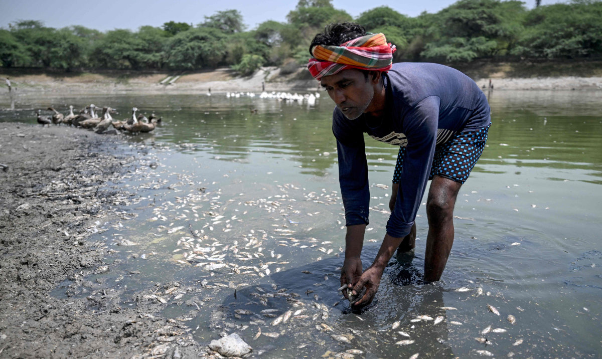 A worker scoops up dead fish at Sanjay Lake, which partially dried up amid a heat wave in New Delhi on Friday. (AFP)