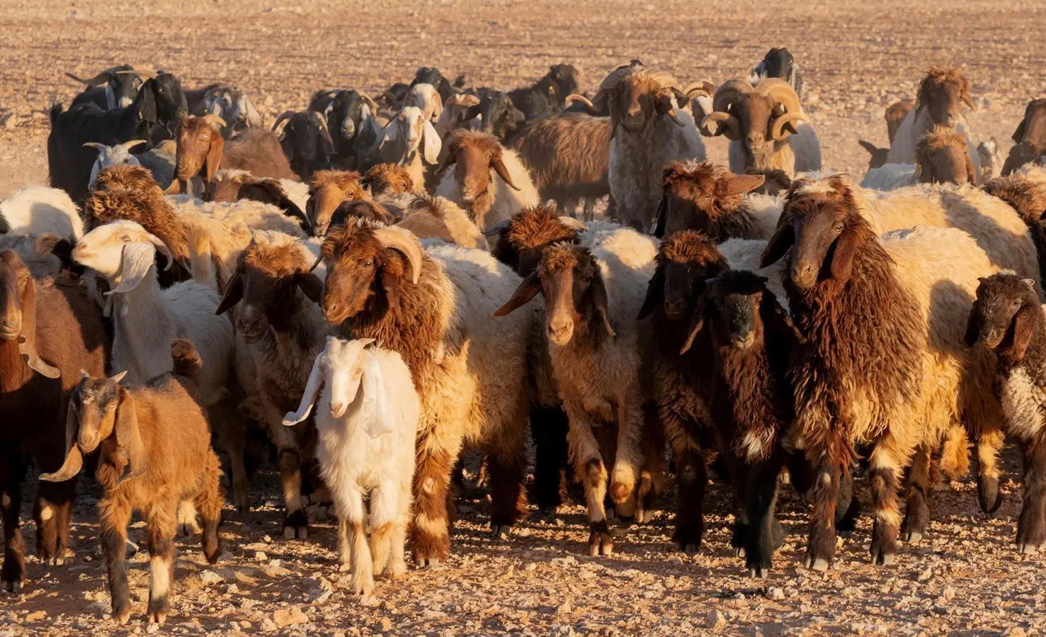 All approved slaughterhouses comply with local and international veterinary standards and operate under continuous regulatory oversight as part of efforts to deliver integrated services that support environmental sustainability and public health. (Supplied)