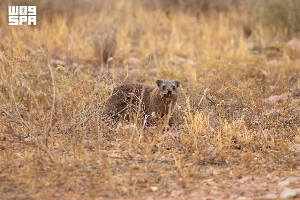 The rock hyrax is a small herbivorous mammal adapted to rugged mountain and rocky environments. (SPA photo)