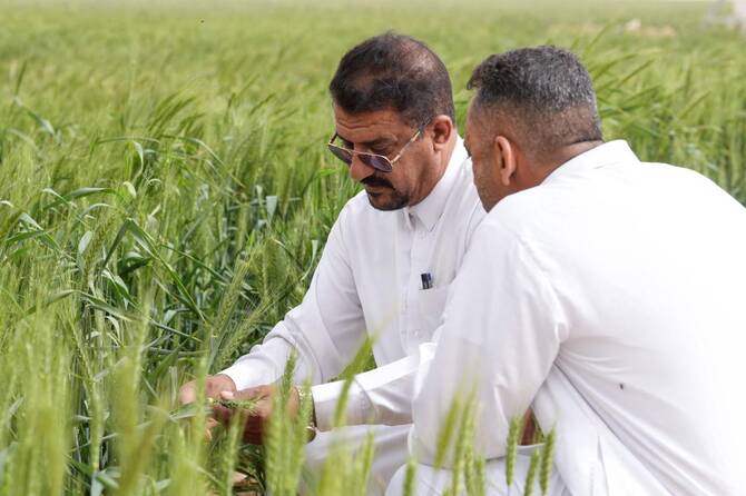 Iraq expects five million ton wheat harvest, eyes self-sufficiency