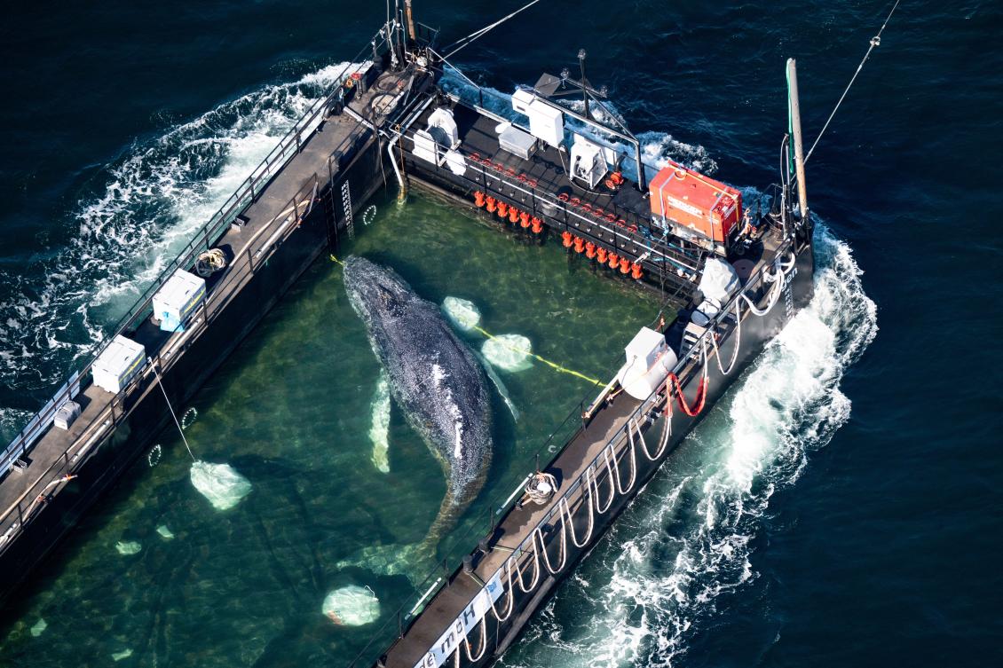 Dead humpback whale brought to shore in Denmark with autopsy set next week