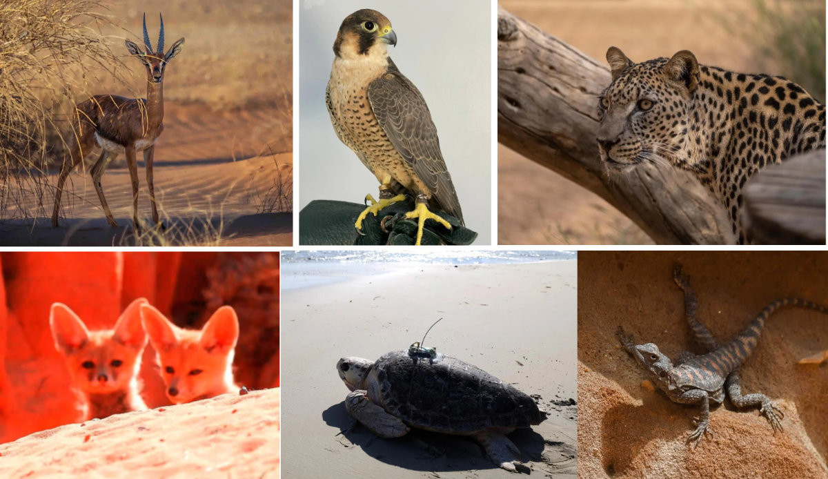 The National Center for Wildlife has extended the deadline to regularize unlicensed wildlife possessions to June 30, instead of the end of May. (SPA photos)