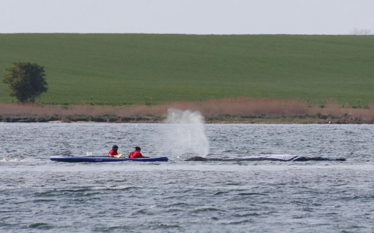 Humpback whale ‘Timmy’ released in the North Sea after weeks stranded off Germany