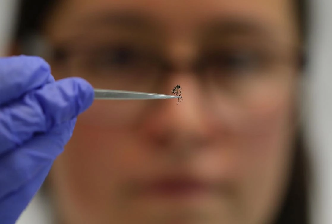 Scientists are now making progress in deciphering the complex chemical cocktail that makes particular people more enticing to mosquitoes. (AFP)