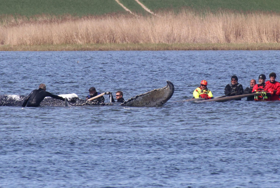Humpback whale released after spectacular rescue effort found dead off Denmark