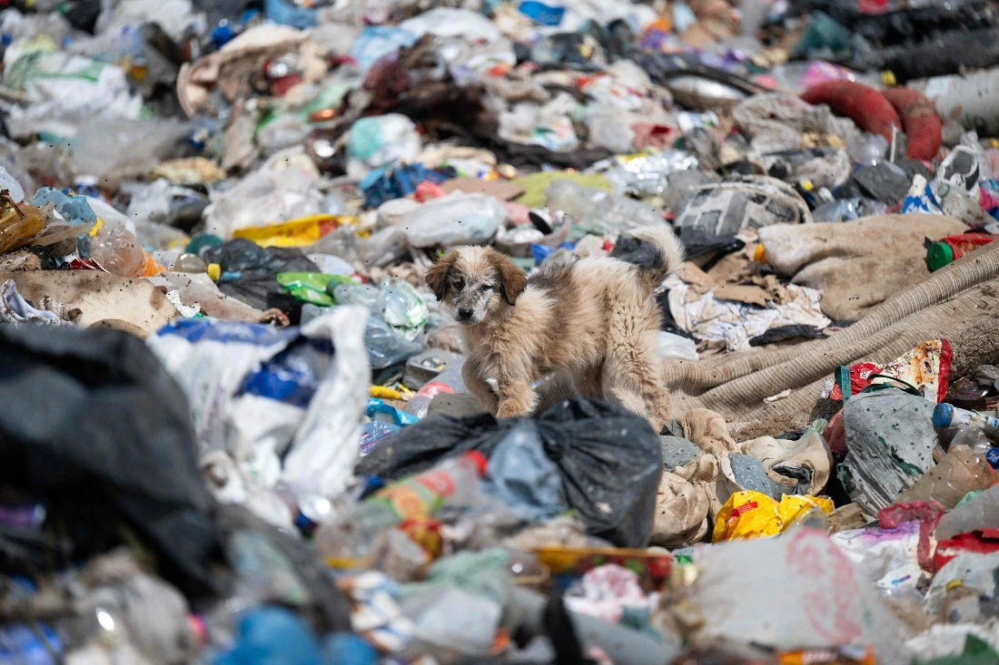 Vets bid to save Kosovo’s stray dogs from cull through sterilization