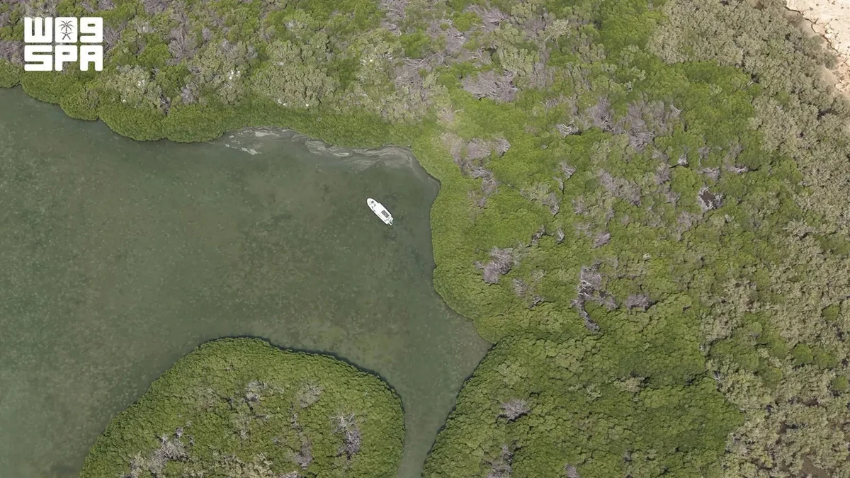 Mangrove forest highlights Farasan Islands’ growing appeal as Eid ecotourism destination