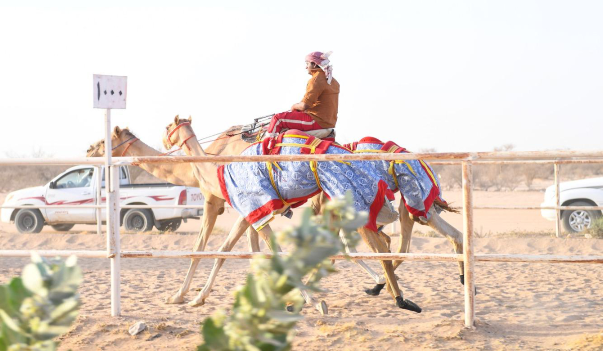 Laboratory clones are undermining fair play in camel racing