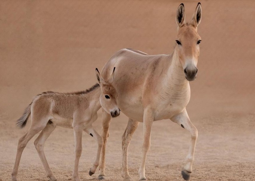 First onager born in Saudi Arabia in over a century at royal reserve