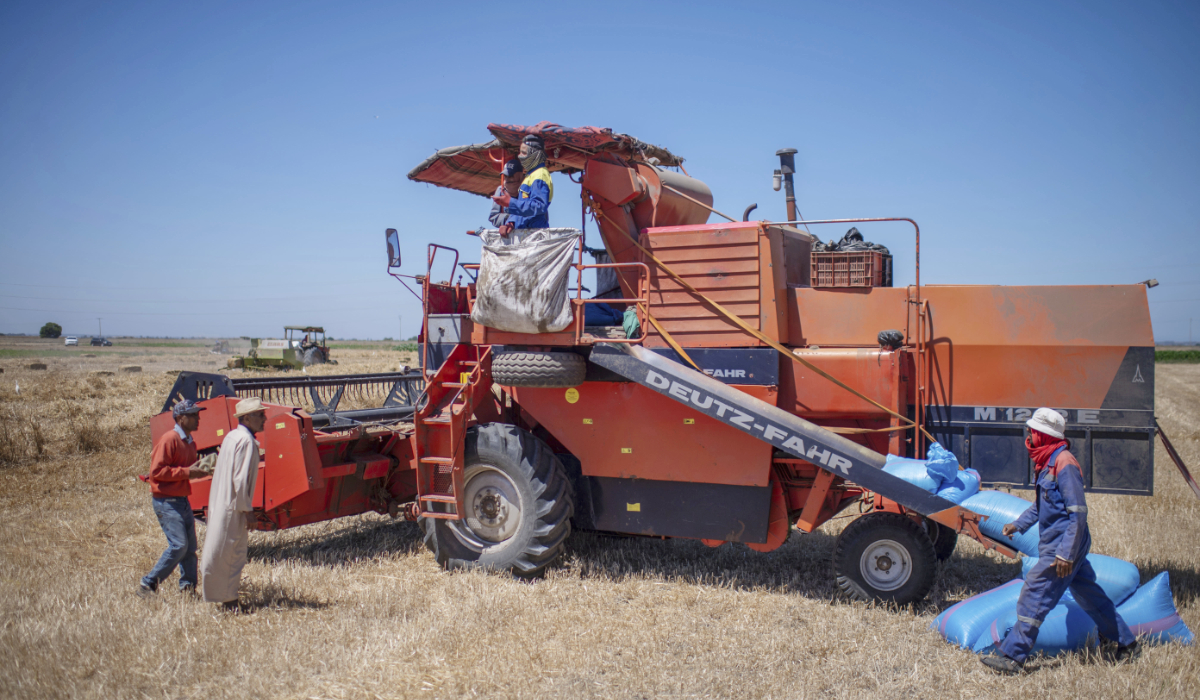 Morocco plans to suspend customs duty on soft wheat on August 1, traders say