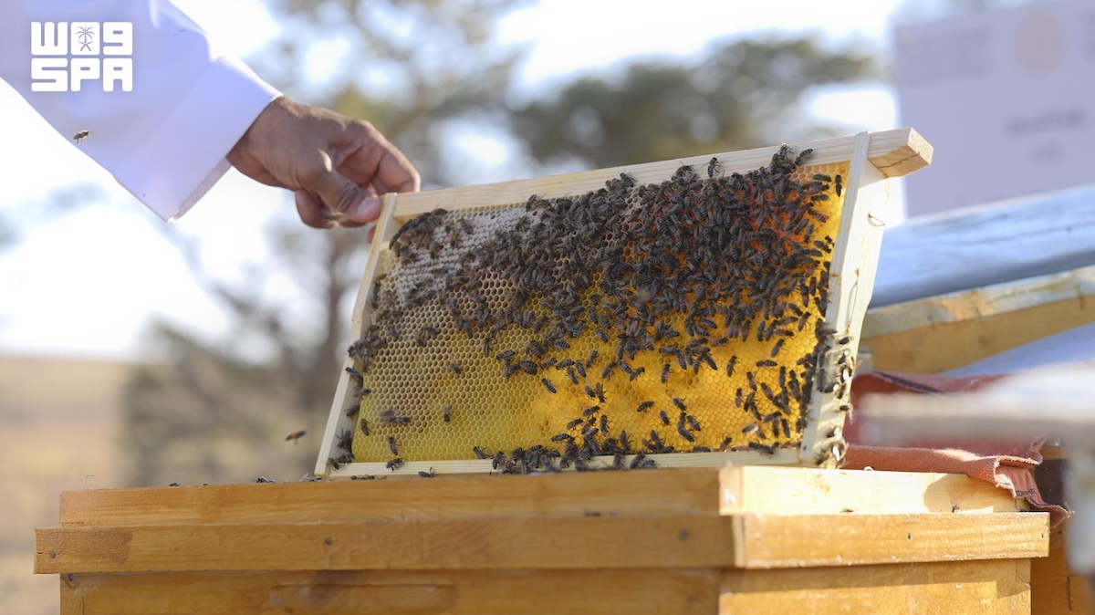 The Talh season is one of the most important periods for beekeepers, as Talh trees provide a rich nectar source for bees. (SPA)