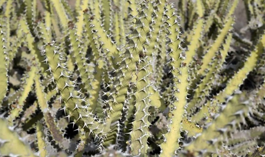 Jazan’s Euphorbia fractiflexa puts native flora at the heart of Saudi ecotourism