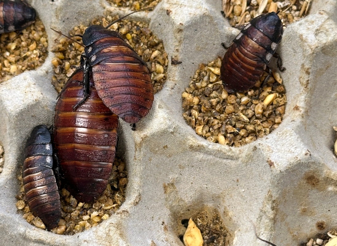 This image supplied by Australia's Department of Climate Change, Energy, the Environment and Water shows, Madagascar hissing cockroaches and dubia cockroaches, seized from a commercial breeder at Bathurst, Australia. (AP)