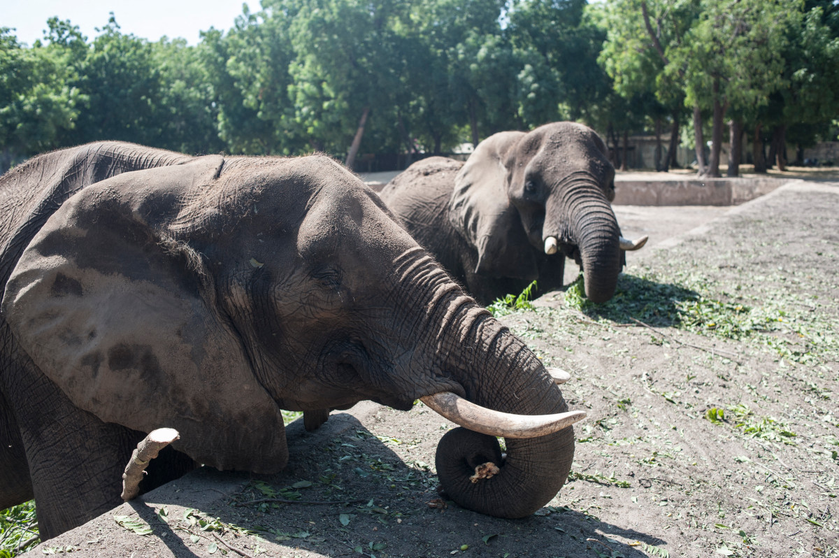 Elephants stand in their enclosure at the Maiduguri Zoo in northeastern Nigeria. (AFP)