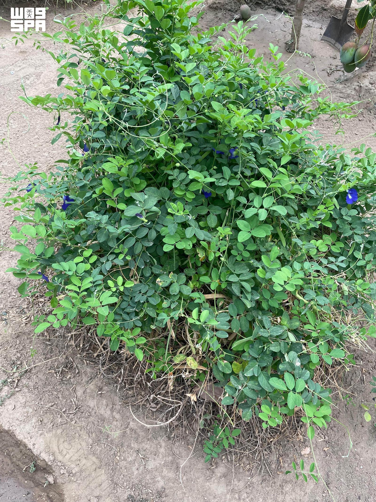 Blue tea is a natural product distinguished by its high nutritional value, unique flavor, and attractive natural color. (SPA)