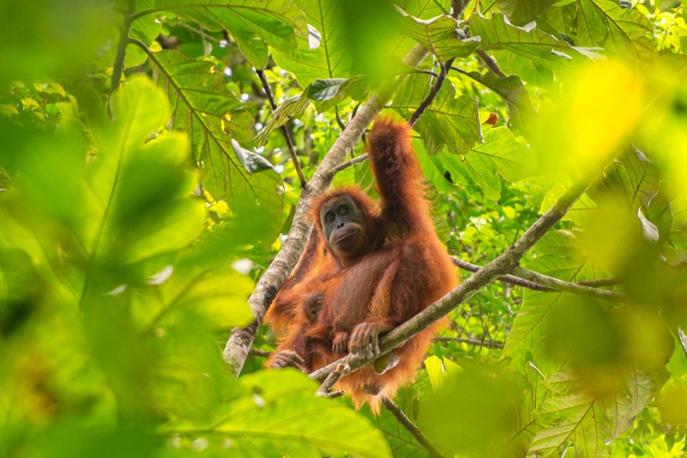Climate change drives Indonesia’s rarest orangutan to brink of extinction