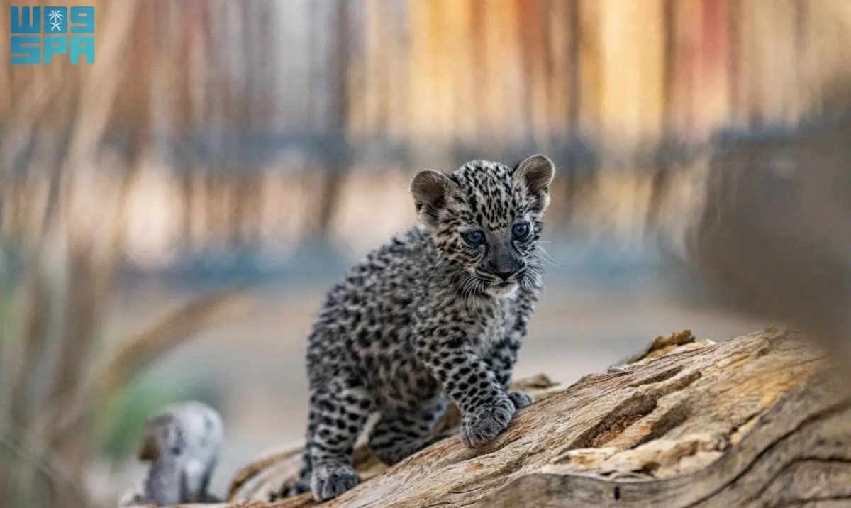 Saudi Arabia unveils new wildlife destinations to boost eco-tourism and conservation