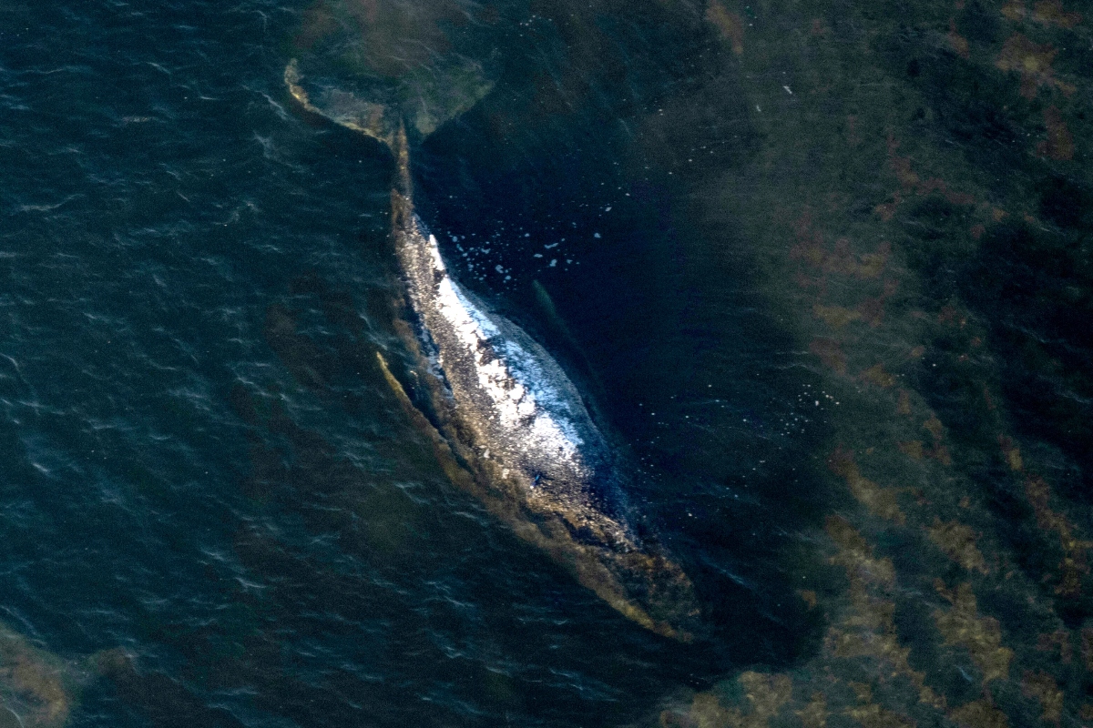 Timmy, Germany’s humpback whale, likely lived for only 5 days after controversial rescue effort