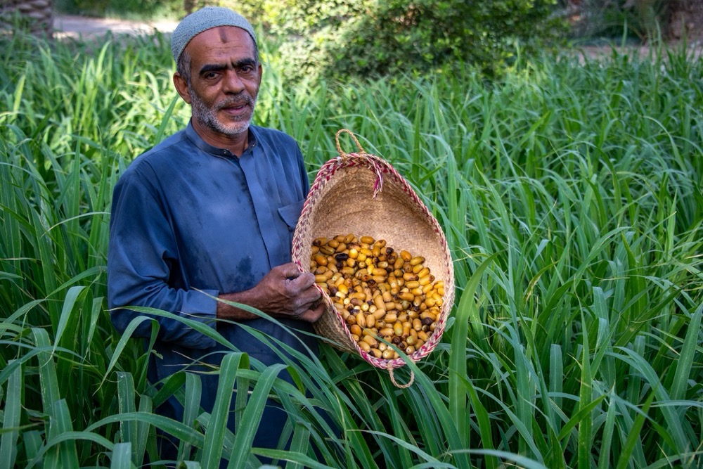 Early date harvest arrives in Al-Ahsa central markets