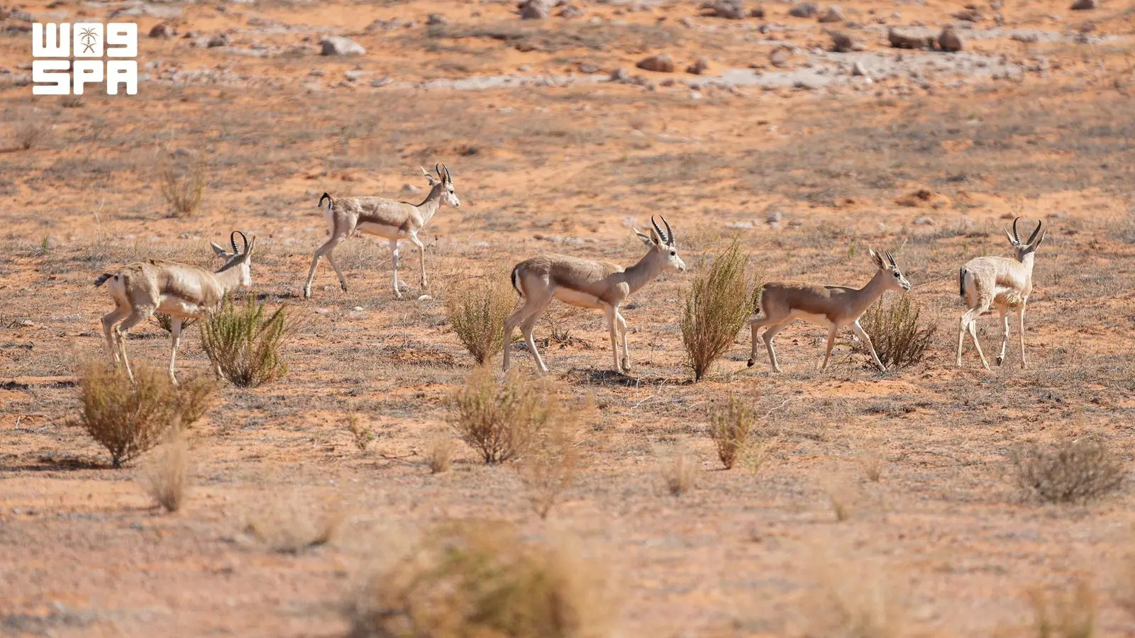 40+ Arabian sand gazelle birth cases logged in early 2026. (SPA)