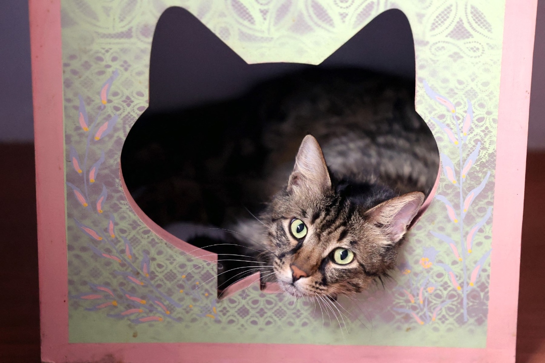 Stolen felines reunited with owners after Vietnam cat-meat bust