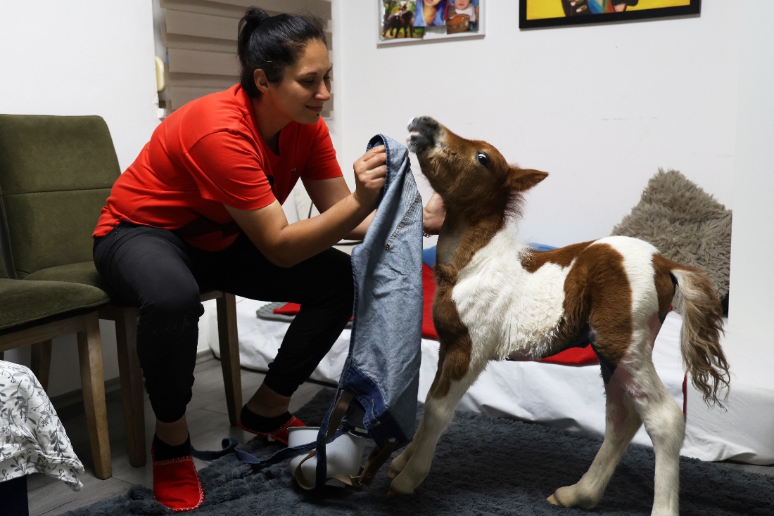 A month-old pony moves to a 4th-floor apartment in Croatia. Neighbors don’t mind.